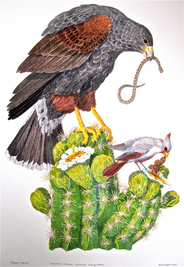 A Harris Hawk sits on a saguaro cactus with a milk-snake in it’s beak contemplating a grey Cardinal with a buckeye butterfly in it’s beak.
