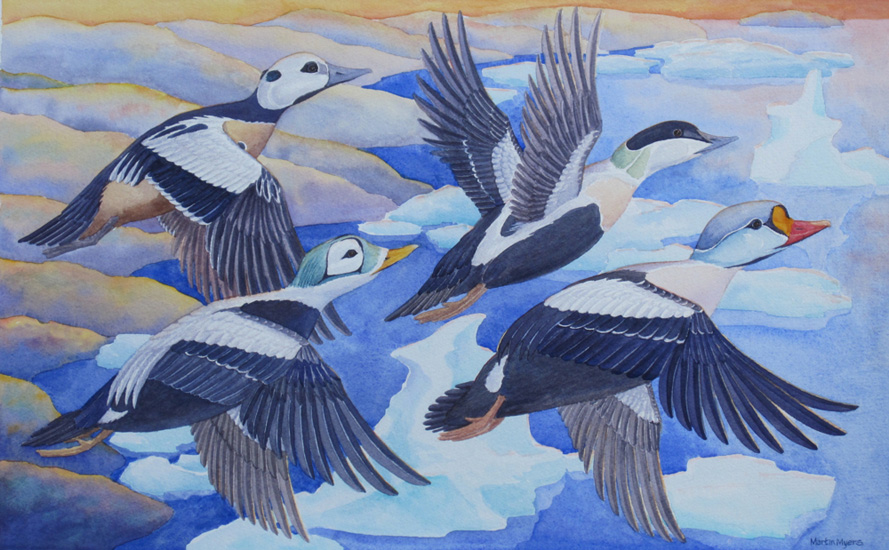 Steller’s, Spectacled, Common, & King Eiders flying in tandem over the Arctic coast.