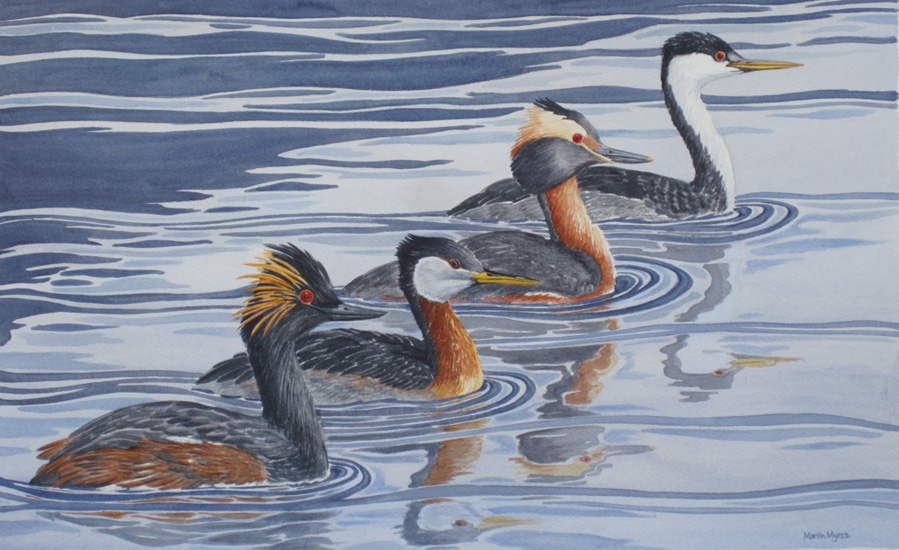 Eared, Red-Necked, Horned, & Western Grebes swimming in diagonal tandem with reflections.