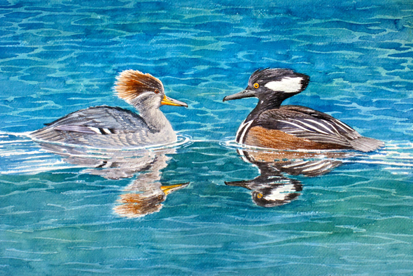 A reflected pair swim towards each other in calm water.