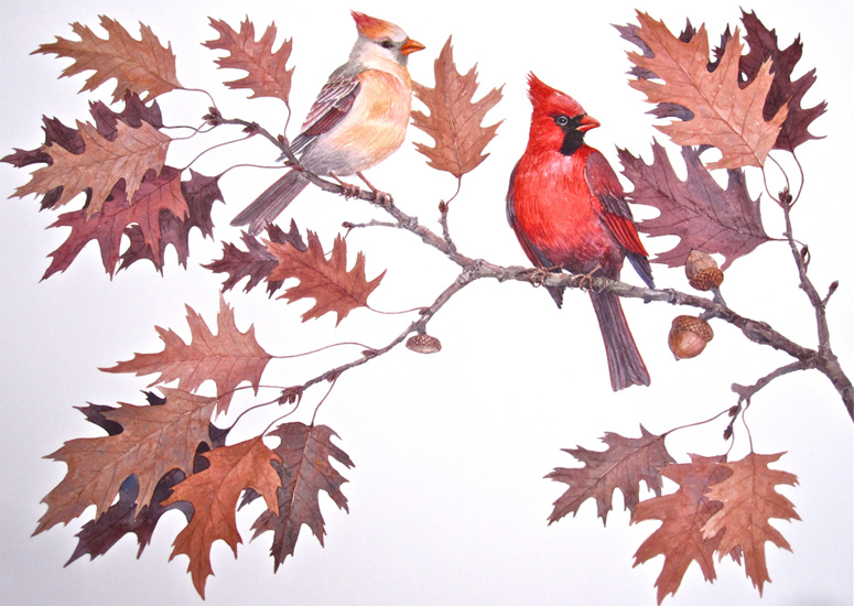 A pair of Northern Cardinals sit in the branches of an Oak tree in late autumn.