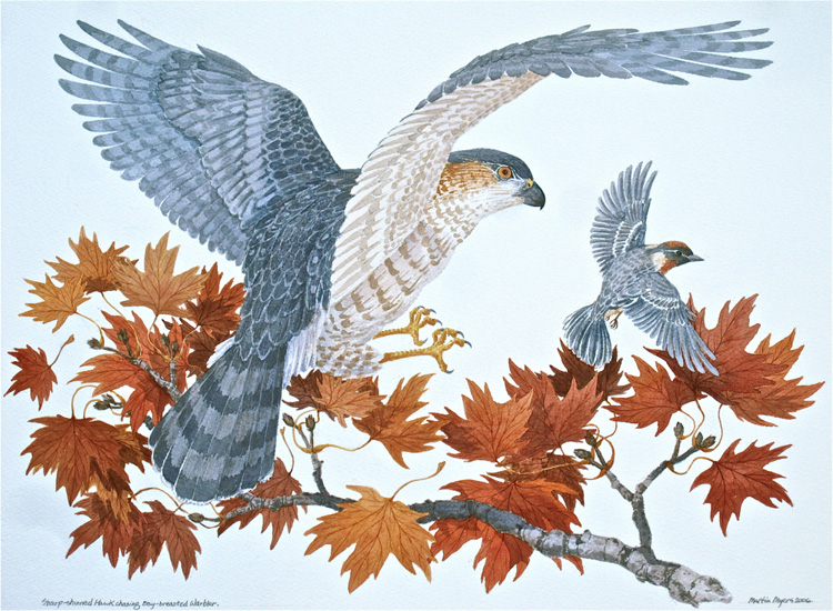 A Sharp-Shinned Hawk chases a Bay-breasted Warbler through autumn maples. 