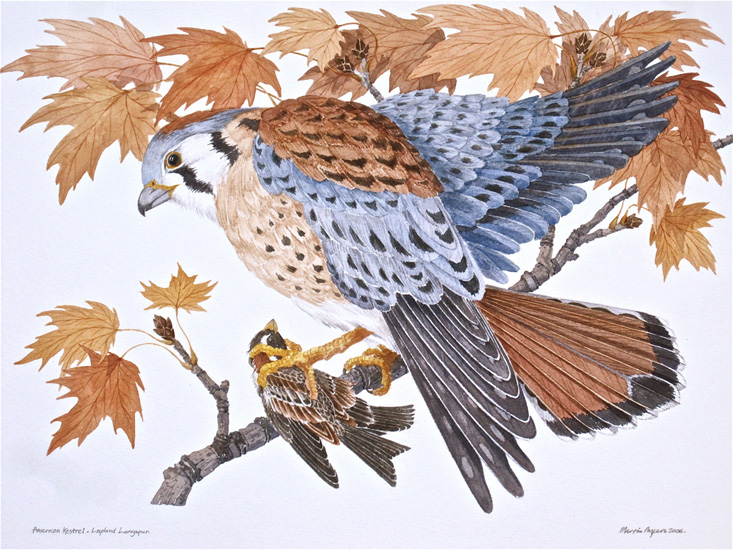 A Kestrel Hawk rests in a fall maple tree with a  meal of a Lapland Larkspur.