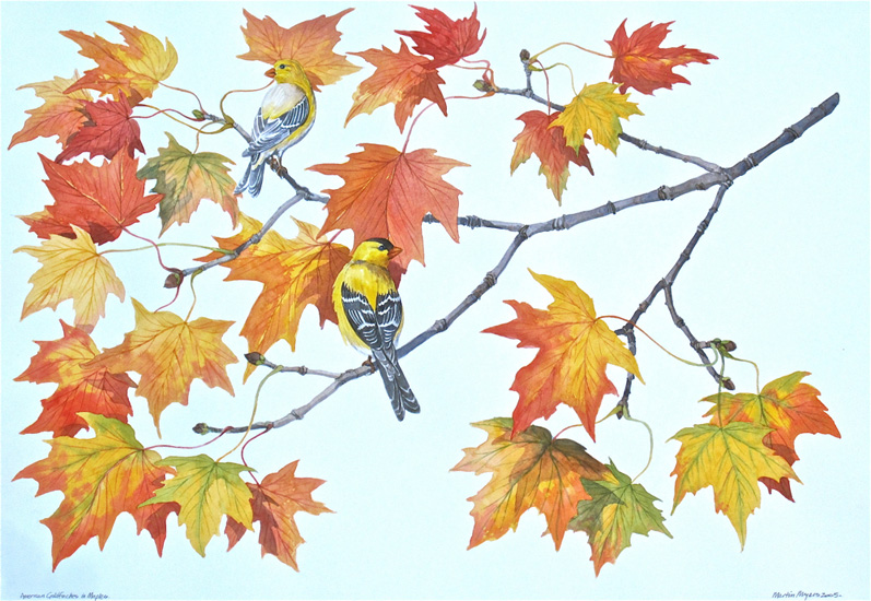 A Goldfinch pair sitting in the yellow & orange leaves of a maple tree.